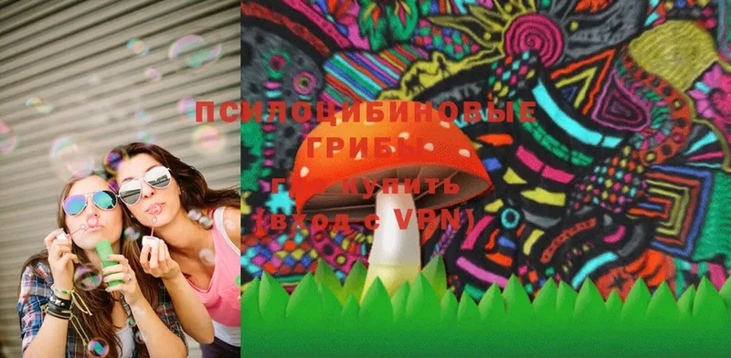 закладки  Сычёвка  Галлюциногенные грибы Psilocybe 
